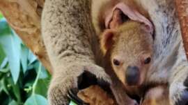 Koala-Jungtier kuschelt sich an seine Mutter, die auf einem Ast sitzt, umgeben von grünen Blättern.