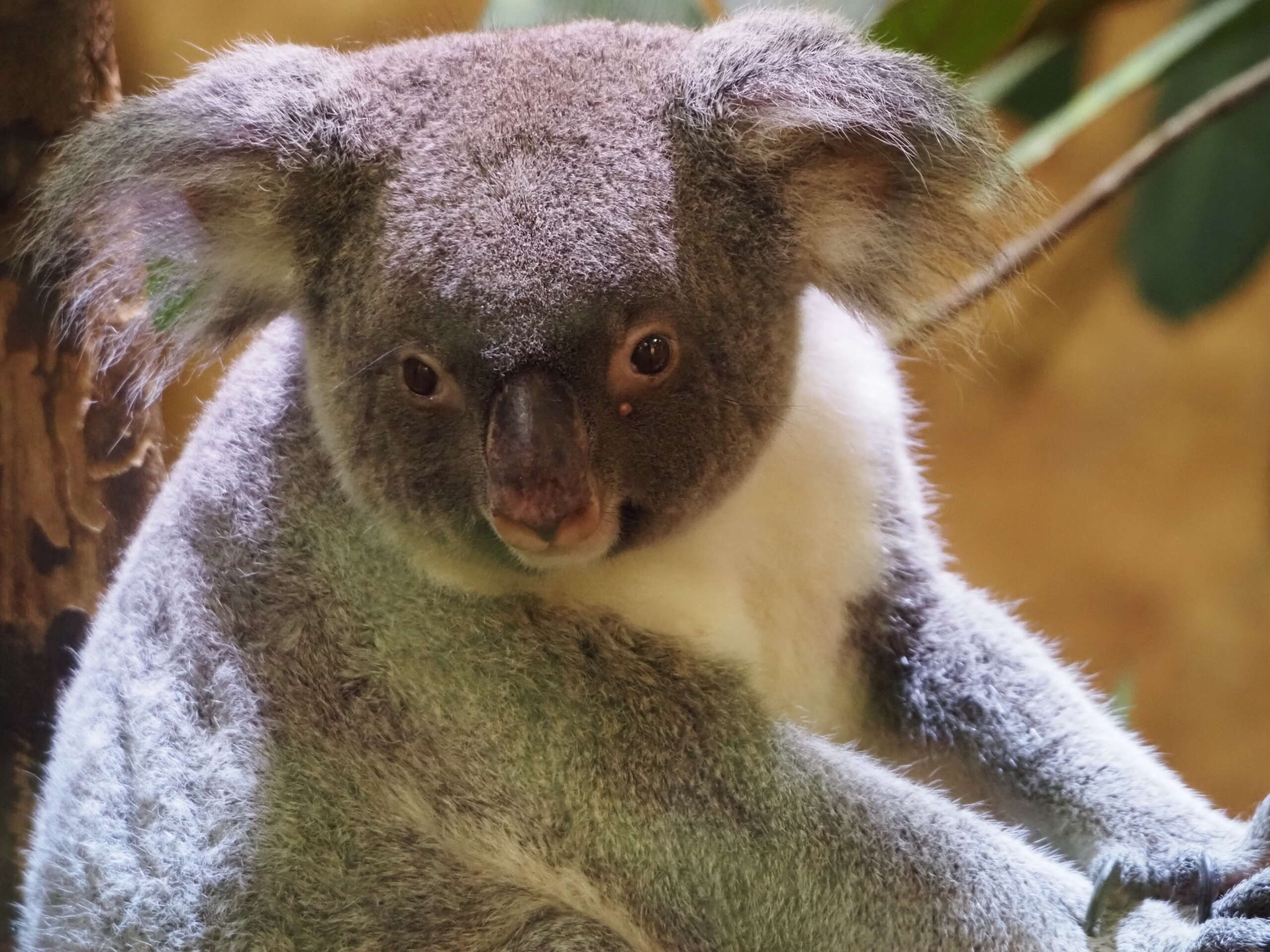 Nahaufnahme eines Koalas mit grauem Fell und großen Ohren, der direkt in die Kamera schaut