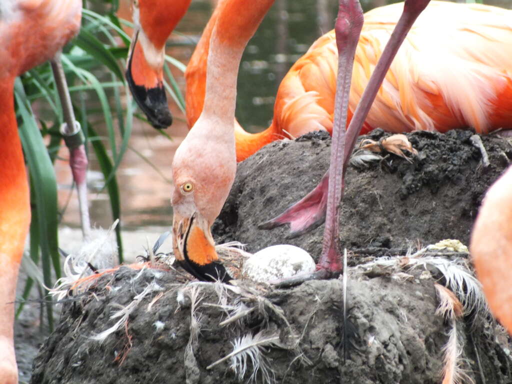 Flamingo bewacht sein Ei in einem Lehmnest, umgeben von weiteren Flamingos im Hintergrund.